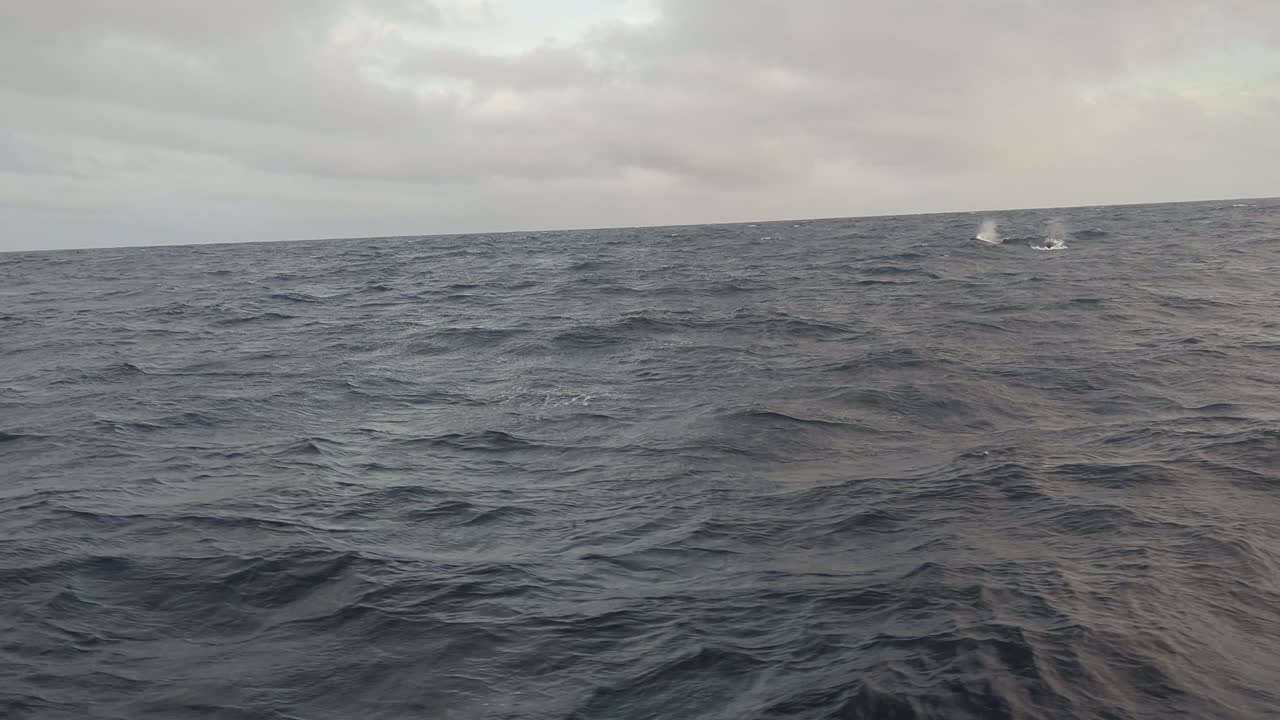 Orcas